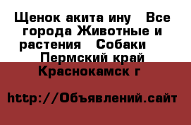 Щенок акита ину - Все города Животные и растения » Собаки   . Пермский край,Краснокамск г.